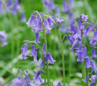 Purple flowers in the grass 2 - free flowers wallpaper for tablet