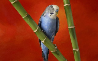 Blue bird bamboo tree red - red background free wallpaper