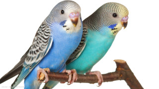 Blue yellow parakeets branch white - charles bird king free wallpaper