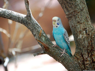 Blue parakeet perched tree branch - charles bird king free wallpaper