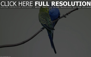 Blue green bird branch gray - here full resolution free wallpaper