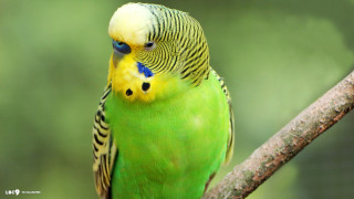 Green bird dionisius superflat jigsaw - a green bird free wallpaper