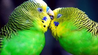 Two green birds kissing perch - their beak free wallpaper