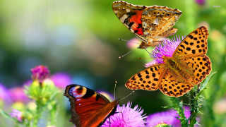 Butterflies sitting flower sun ground - two butterfly free wallpaper