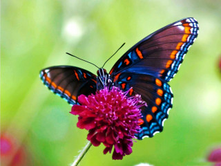 Butterfly sitting flower field flowers - a butterfly free wallpaper for desktop