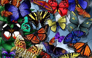 Colorful butterflies flying sky blue - the sky together free wallpaper