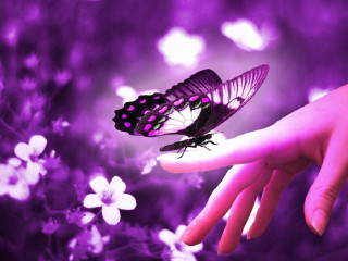 Hand purple butterfly purple background - white flower free wallpaper