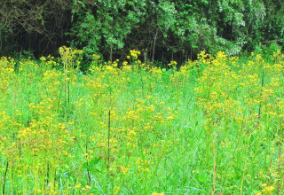 Yellow flowers green grass blue 2 - afewerk tekle free wallpaper
