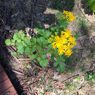 Yellow flower dirt brick walkway - free spring wallpaper for tablet