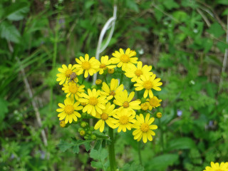 Yellow flowers field grass weeds - a bee free wallpaper