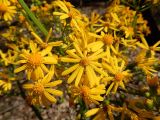 Yellow flowers growing dirt green - a green stem in the foreground free wallpaper