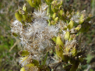 Close up plant flowers background - the background and grass free wallpaper