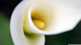Close up white flower green 2 - a yellow center in the center of the flower free wallpaper