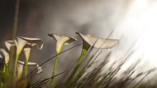 White flowers green stems dark - white flower free wallpaper