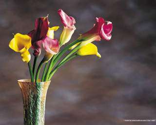 Vase flowers table brown background - photorealistic imagery free wallpaper