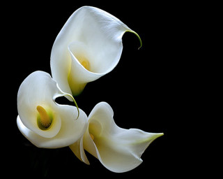 White flowers black background black - anne geddes free wallpaper