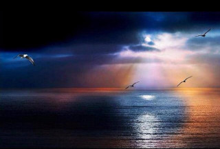Birds flying over ocean sunbeams - sunbeam free wallpaper