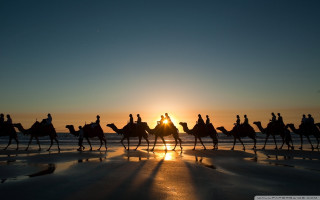 Camel ride beach sunset group 2 - the sun setting free wallpaper