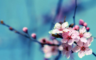 Pink flowers branch blue background - a blurry background of leaves free wallpaper