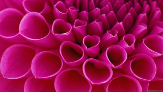 Pink flower close up petals - the center free wallpaper