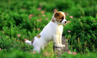 Puppy flower field green background - heroic pose free wallpaper