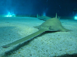 Large shark mouth open long - mouth free wallpaper