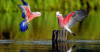 Two birds flying water wings 3 - one bird free wallpaper