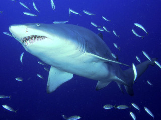 Large white shark swimming ocean 4 - sharp high detail free wallpaper