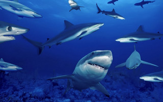 Sharks diver ocean swimming group - a picture of them free wallpaper
