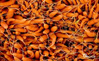Carrots pile roots high ready - organic free wallpaper