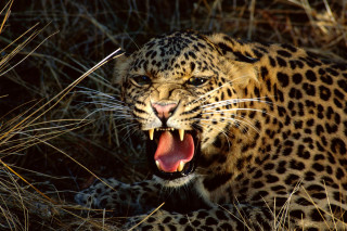Leopard mouth open teeth wide 4 - tooth wide open free wallpaper