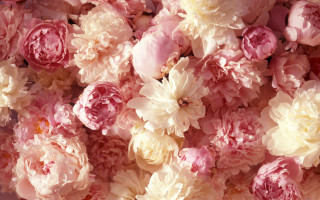 Pink white flowers pile together - one flower in the middle of the picture free wallpaper
