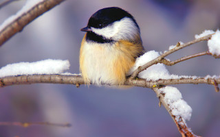 Small bird perched branch snow - snow and ice free wallpaper for desktop