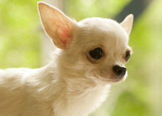 Small white dog brown spot - a small white dog free wallpaper