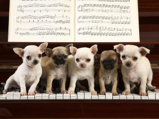 Small dogs piano keyboard sheet - a piano free wallpaper