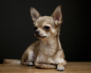 Chihuahua sad dog wooden floor - hyperrealism free wallpaper