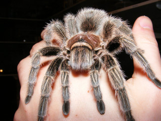 Person holding large spider blurry - a spider free wallpaper