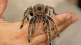 Person holding tarantula realistic 3d - real free wallpaper
