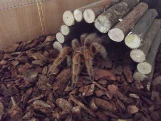 Tarantula crawling wood logs building - surrealism free wallpaper for desktop