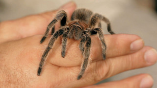 Person holding tarantula blurry background - real life skin free wallpaper