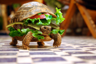 Tortoise eating sandwich tiled floor - a sandwich free wallpaper