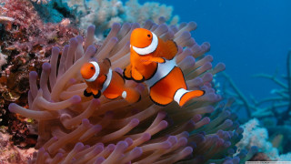 Orange clownfish anemone sea anemone - neofauvism free wallpaper
