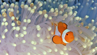 Orange white clownfish anemone domirinic - cloisonnism free wallpaper