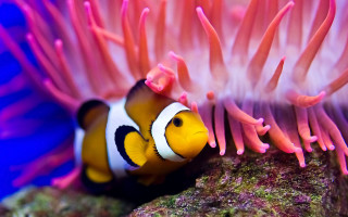 Clown fish hiding coral eyes - a clown fish free wallpaper