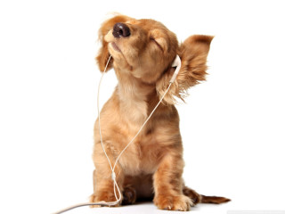 Small dog earbuds listening music - its ear free wallpaper