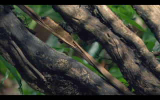 Lizard climbing tree branch forest - food free wallpaper