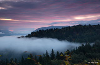 Mountain fog clouds trees pink - fog free wallpaper