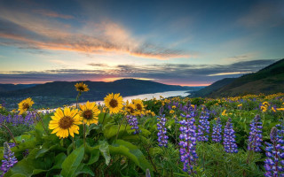 Wildflowers sunset water field nature - other flower free wallpaper
