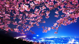 Pink flowers night sky city - the night sky free wallpaper