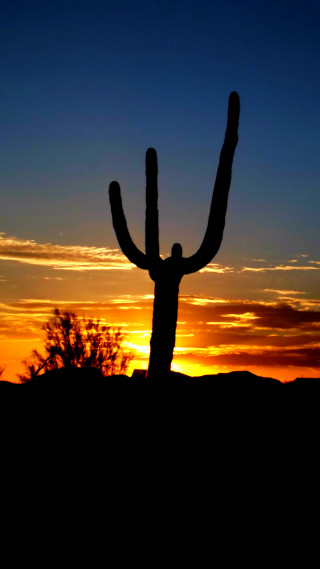 Cactus silhouette sunset desert lone - free sunset wallpaper for mobile